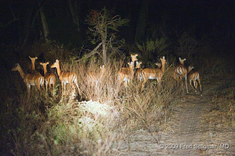 20090612_184511 D3 X1.jpg - Springbok (Gazelle)